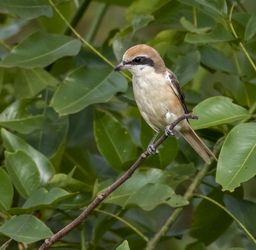 Brown Shrike - ML411877801