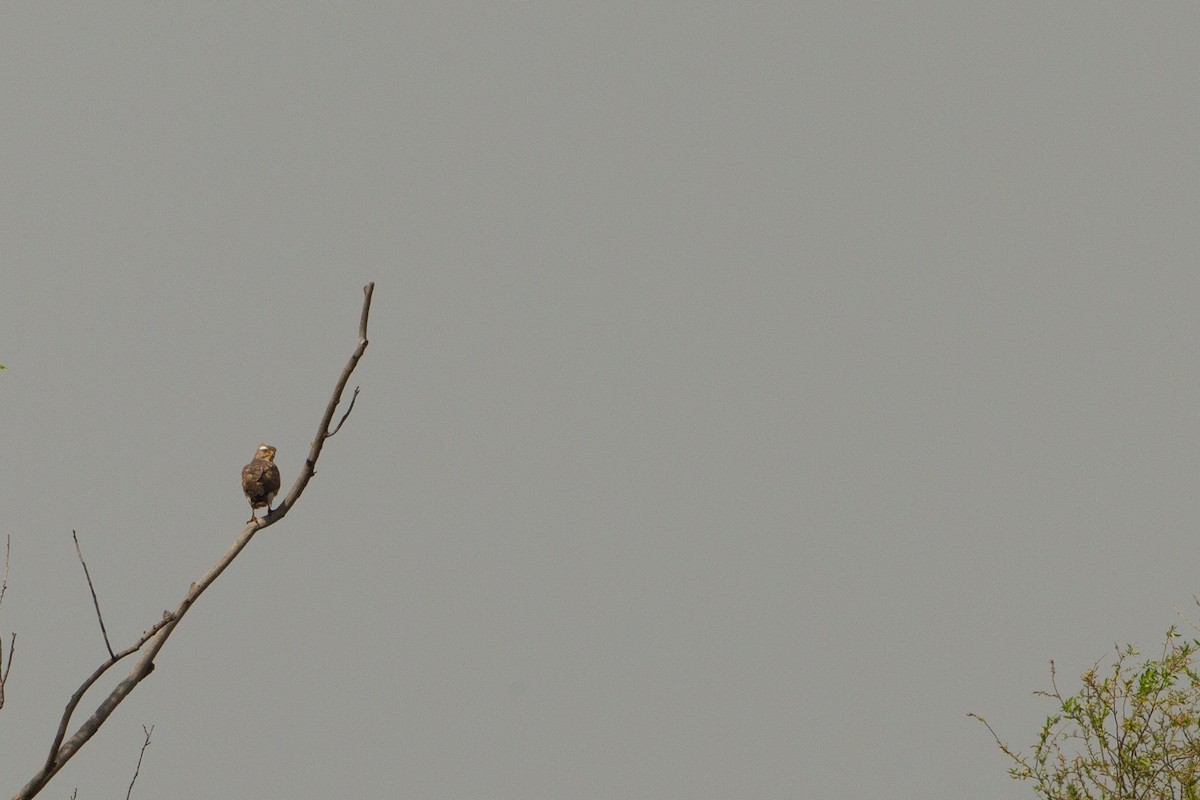 Gray-faced Buzzard - ML411878061