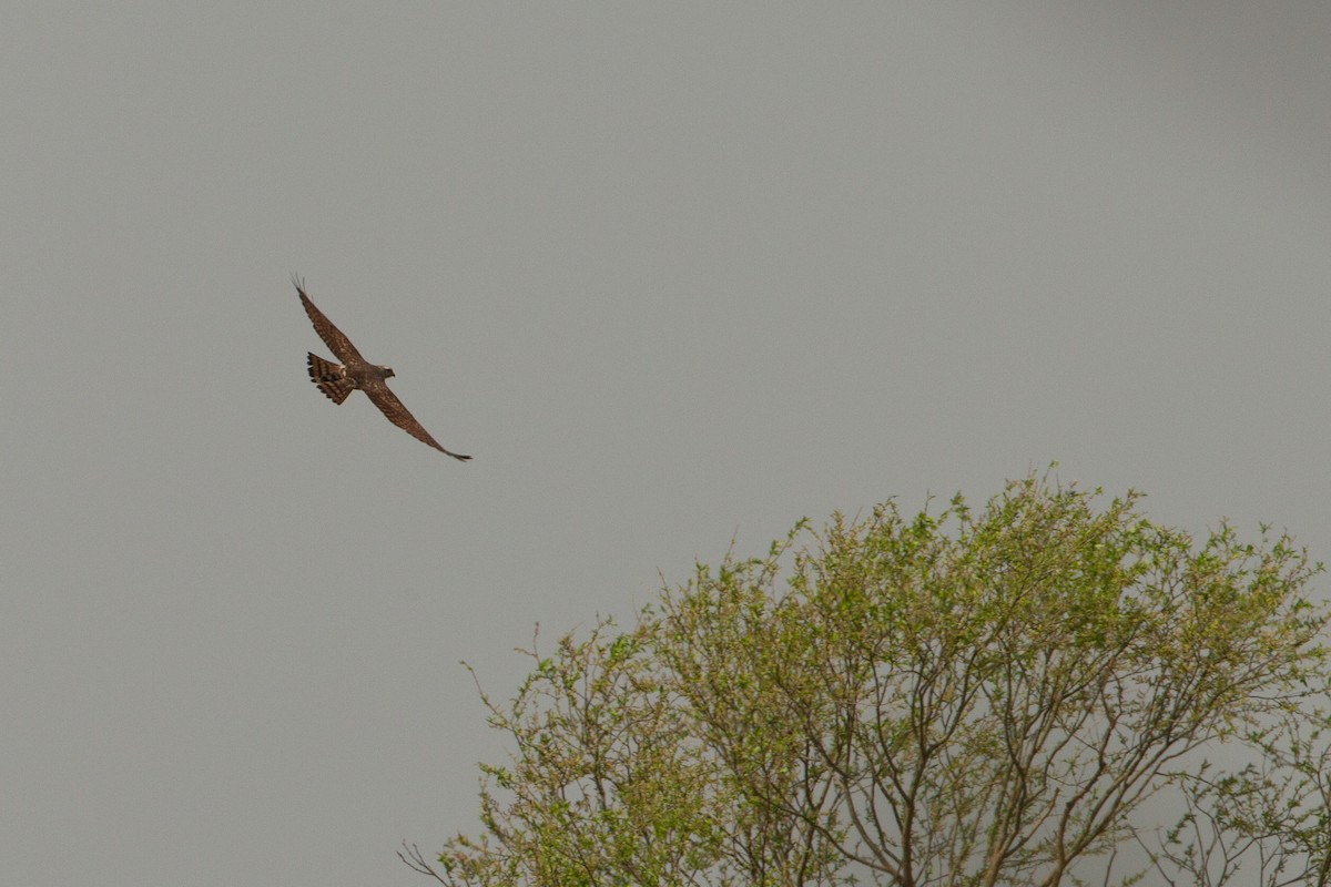 Gray-faced Buzzard - ML411878071