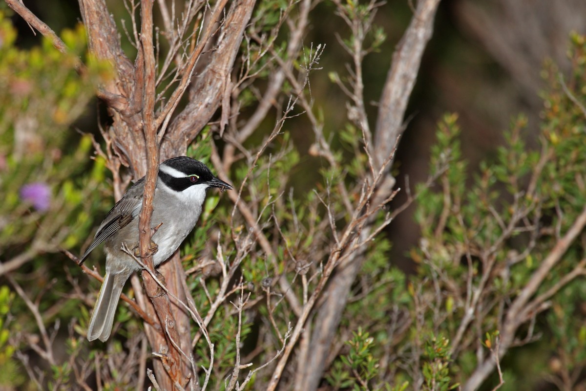 Strong-billed Honeyeater - ML411879651