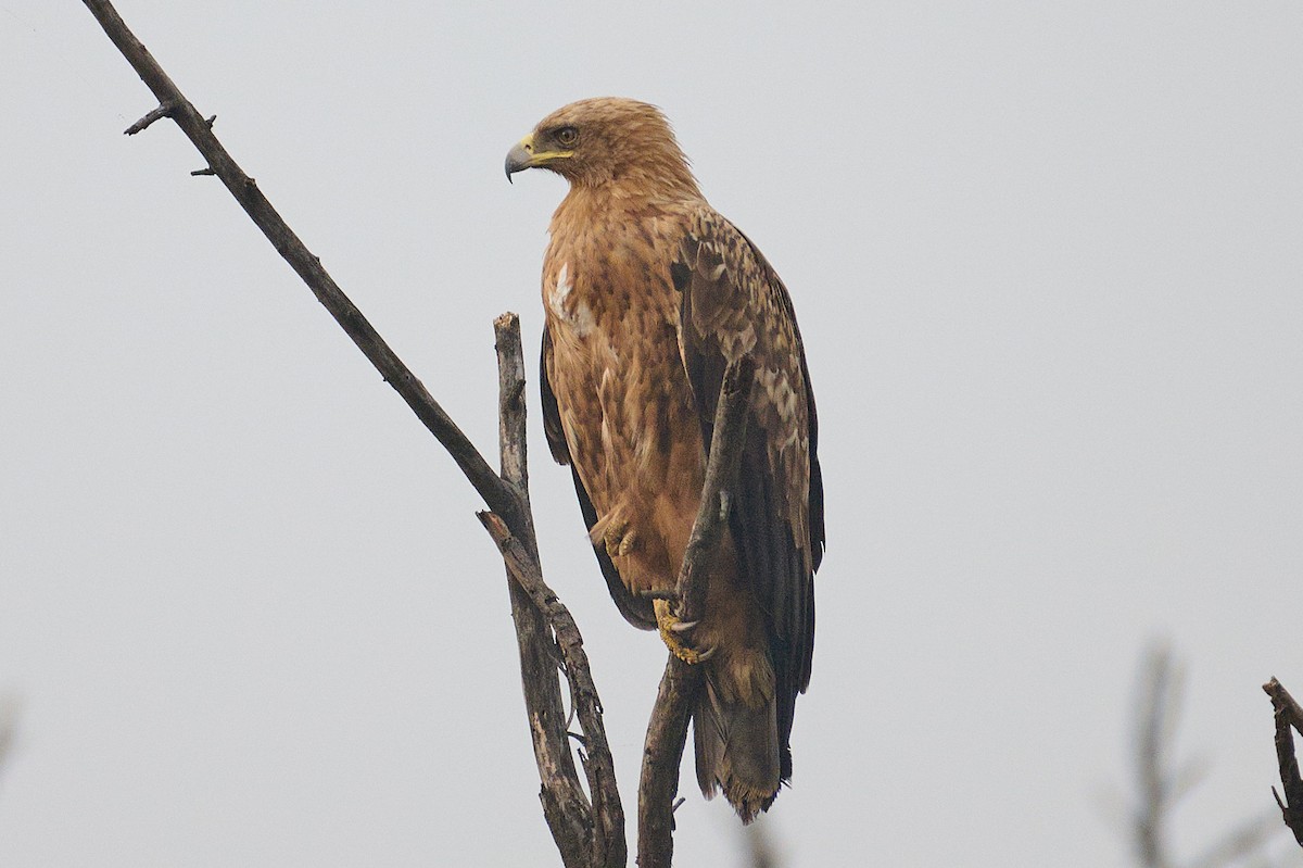 Tawny Eagle - Sudhendra Sonawane