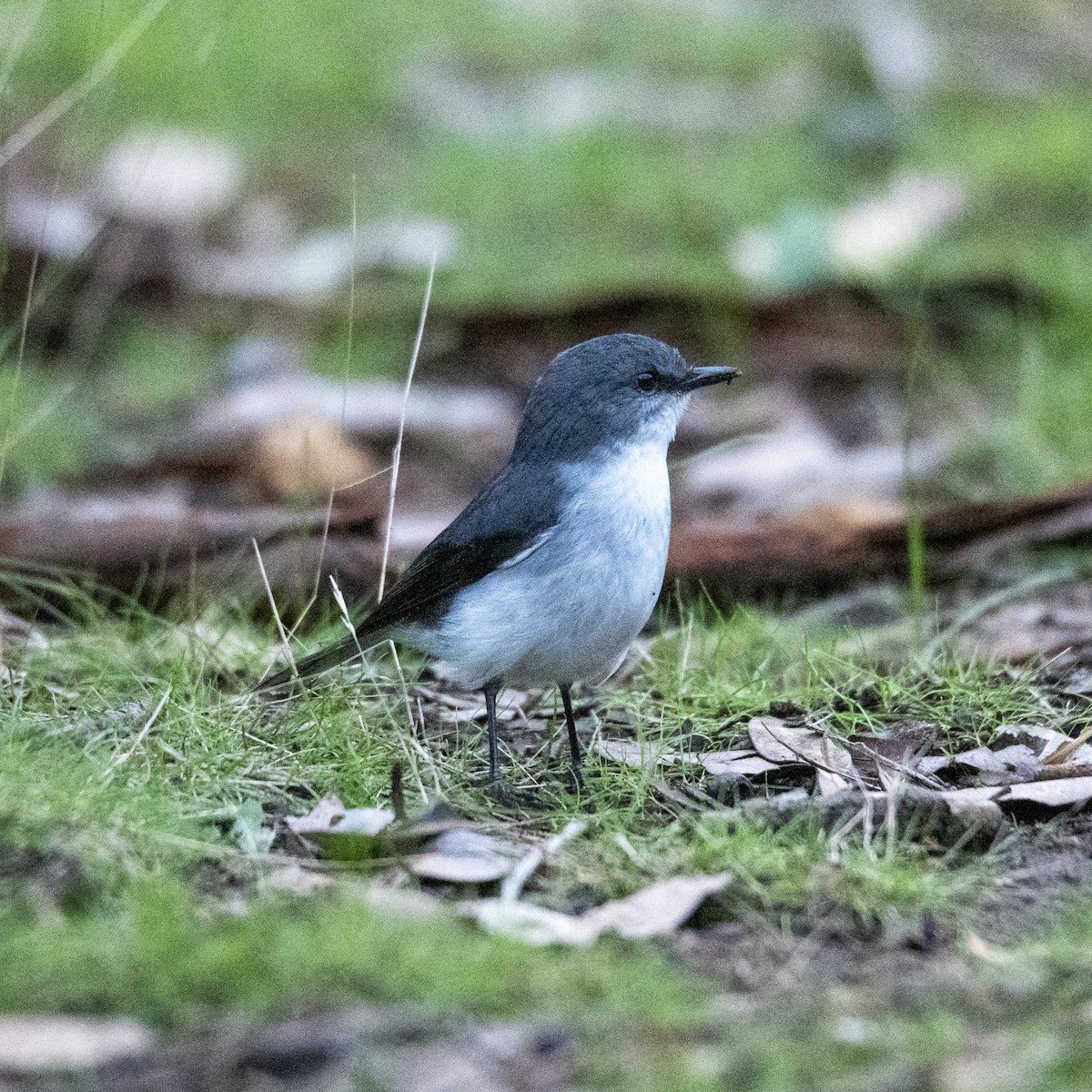 White-breasted Robin - ML411880101