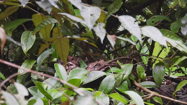 Амазонская зонтичная птица - ML411880801