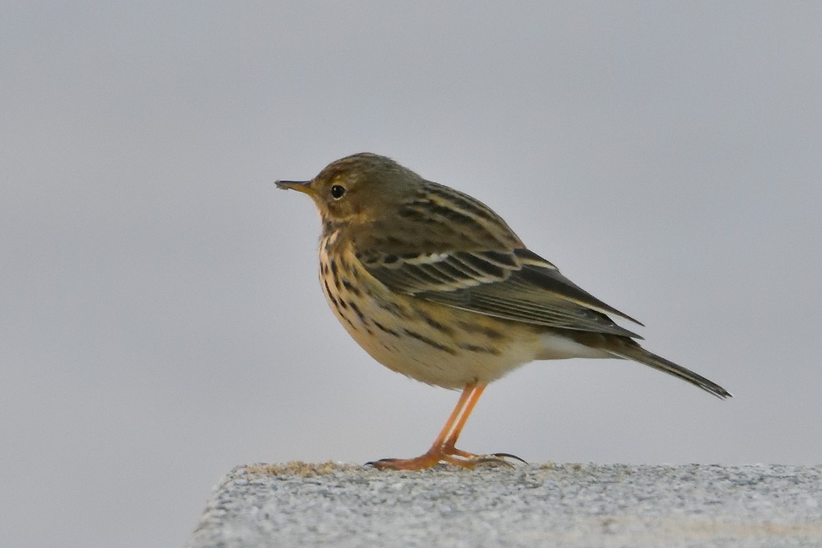Meadow Pipit - ML411881561