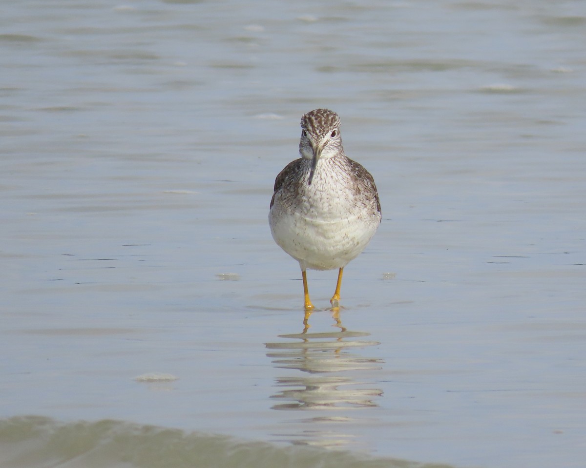 Greater Yellowlegs - ML411881791