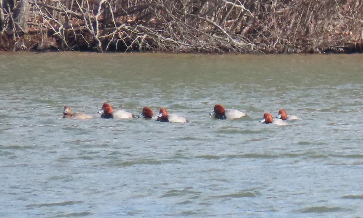 Redhead - ML411882461