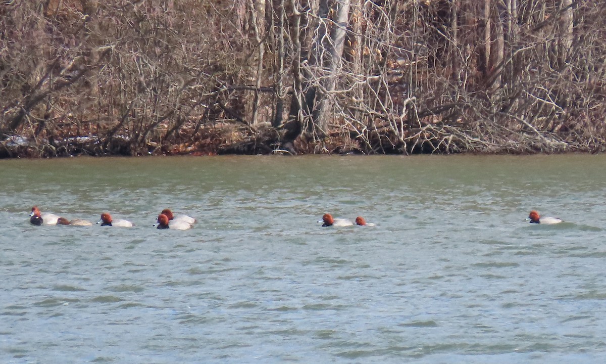 Redhead - ML411882531