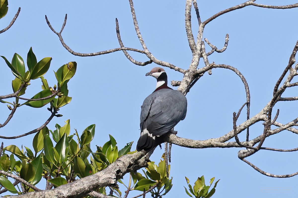 Collared Imperial-Pigeon - ML411882861