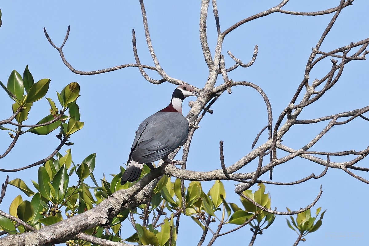 Collared Imperial-Pigeon - ML411882871