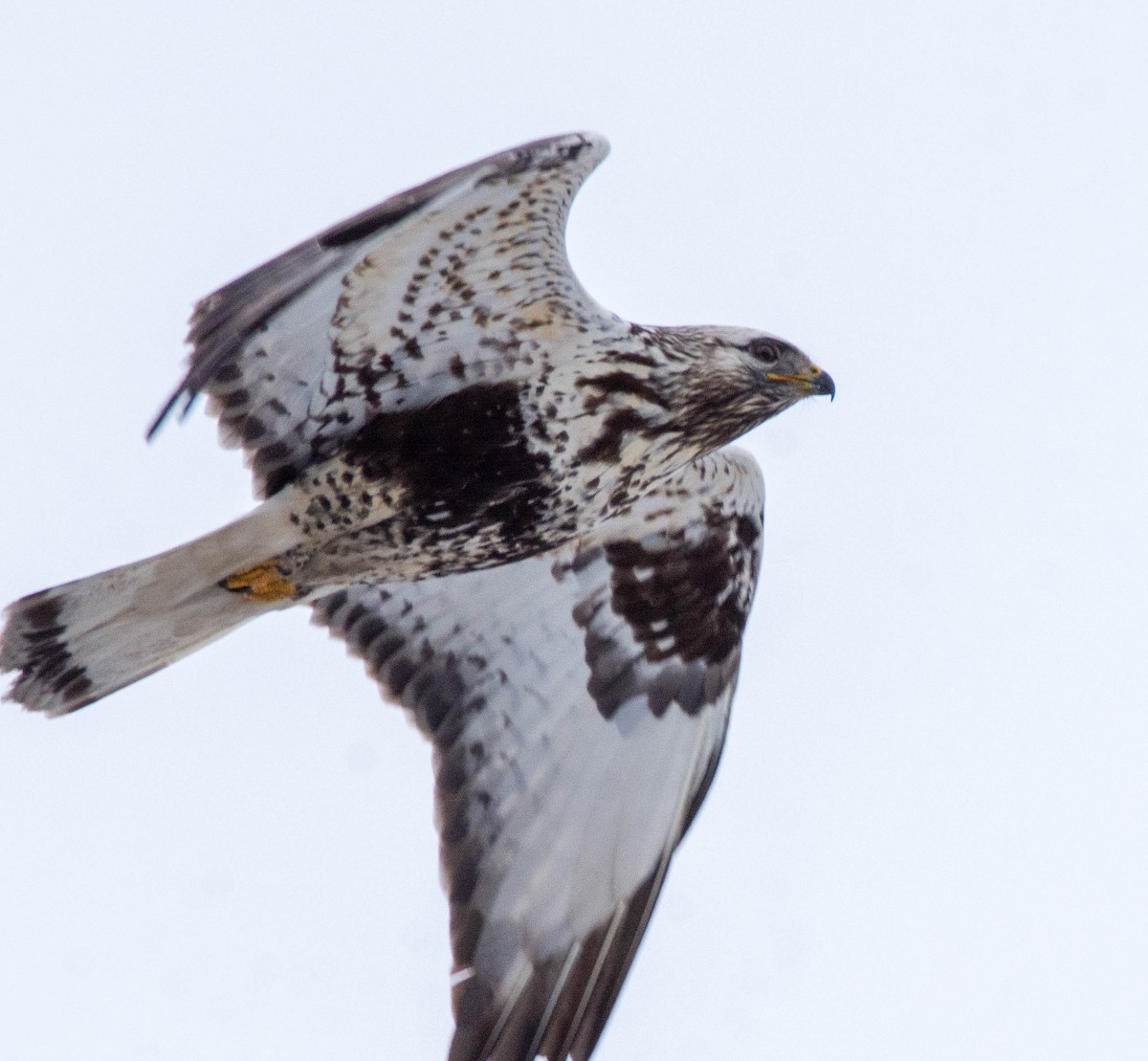 Rough-legged Hawk - ML411883871