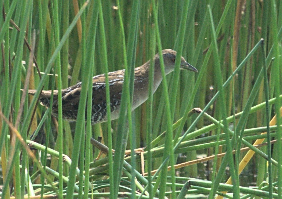 Baillon's Crake - ML411884891