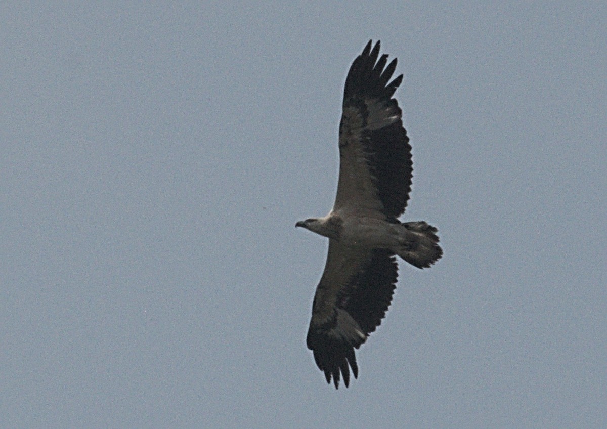 White-bellied Sea-Eagle - Ramnarayan Kalyanaraman