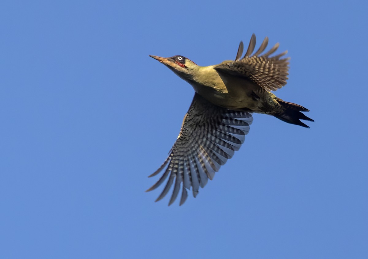 Eurasian Green Woodpecker (Eurasian) - Lars Petersson | My World of Bird Photography