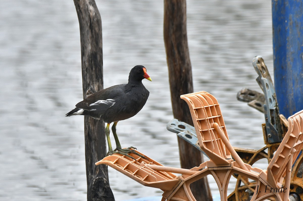 Common Gallinule - ML411887391