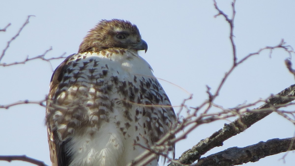 Red-tailed Hawk - ML411888111