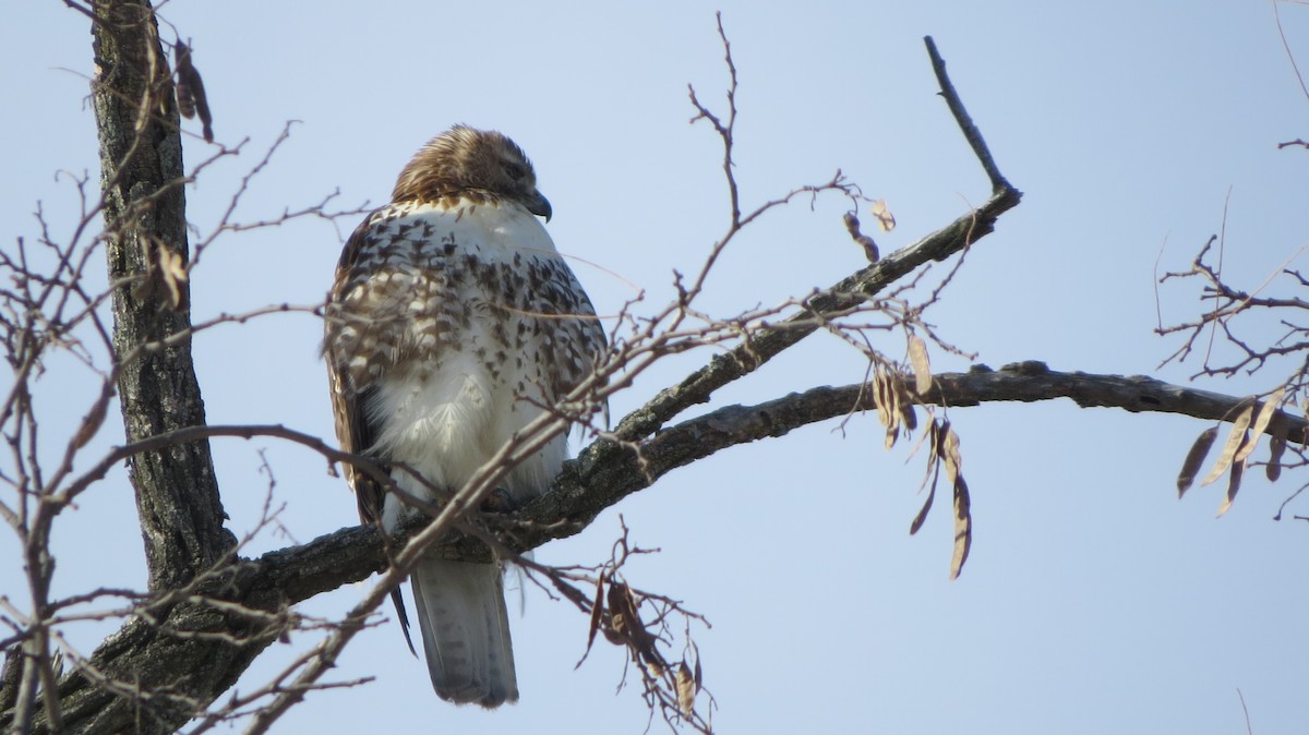 Red-tailed Hawk - ML411888121