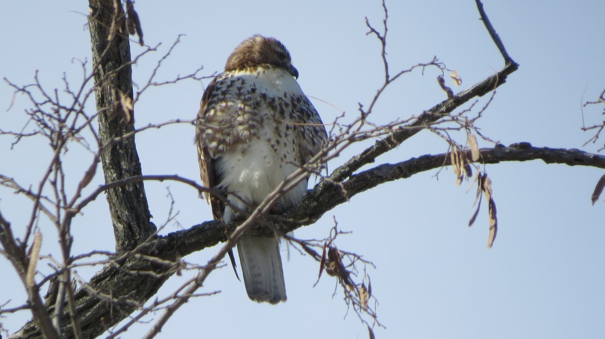 Red-tailed Hawk - ML411888131