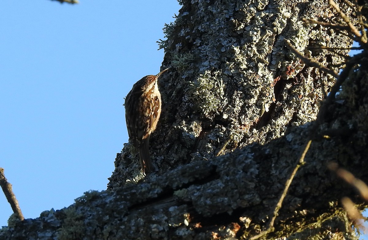 Short-toed Treecreeper - ML411890981