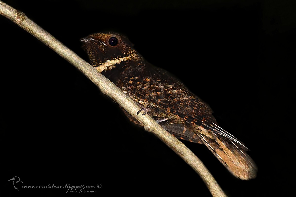 Rufous Nightjar - ML41189111