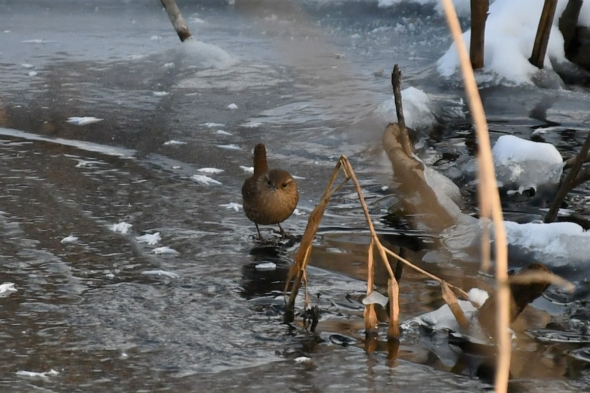Winter Wren - ML411891581