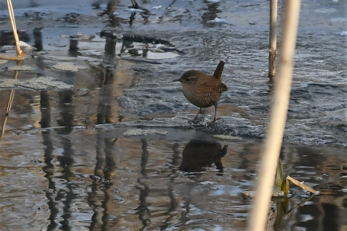 Winter Wren - ML411891601