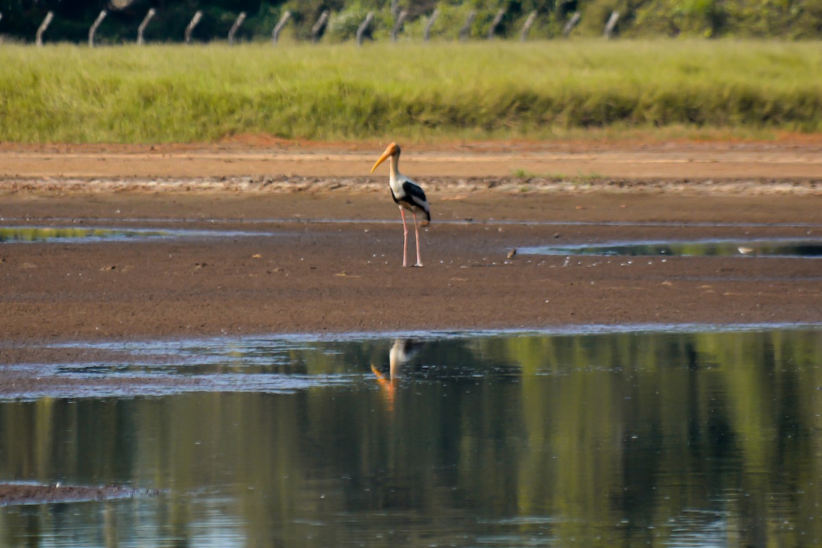 Painted Stork - ML411891661