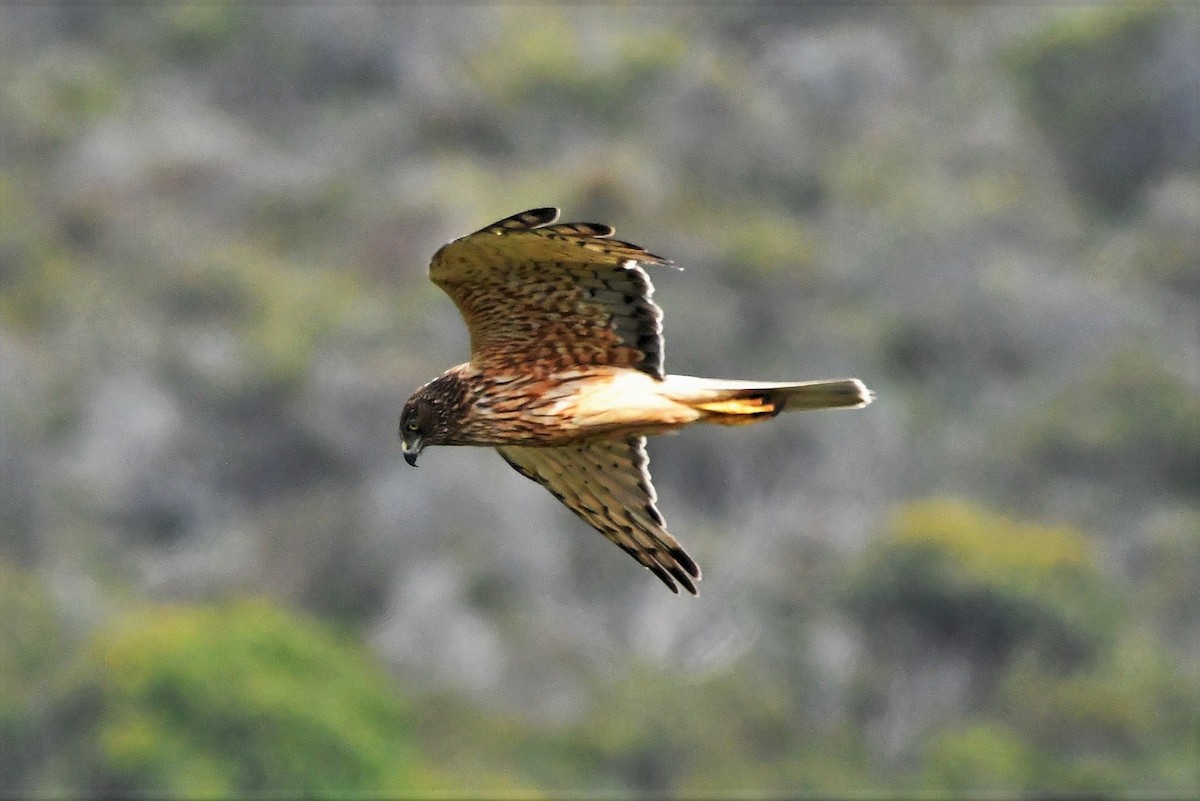 Aguilucho Lagunero del Pacífico - ML411893261