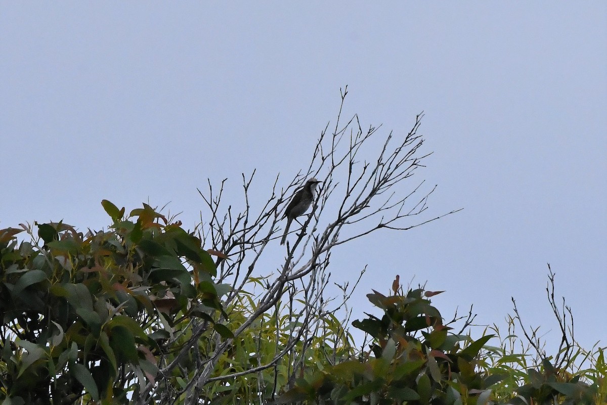 Tawny-crowned Honeyeater - ML411893361