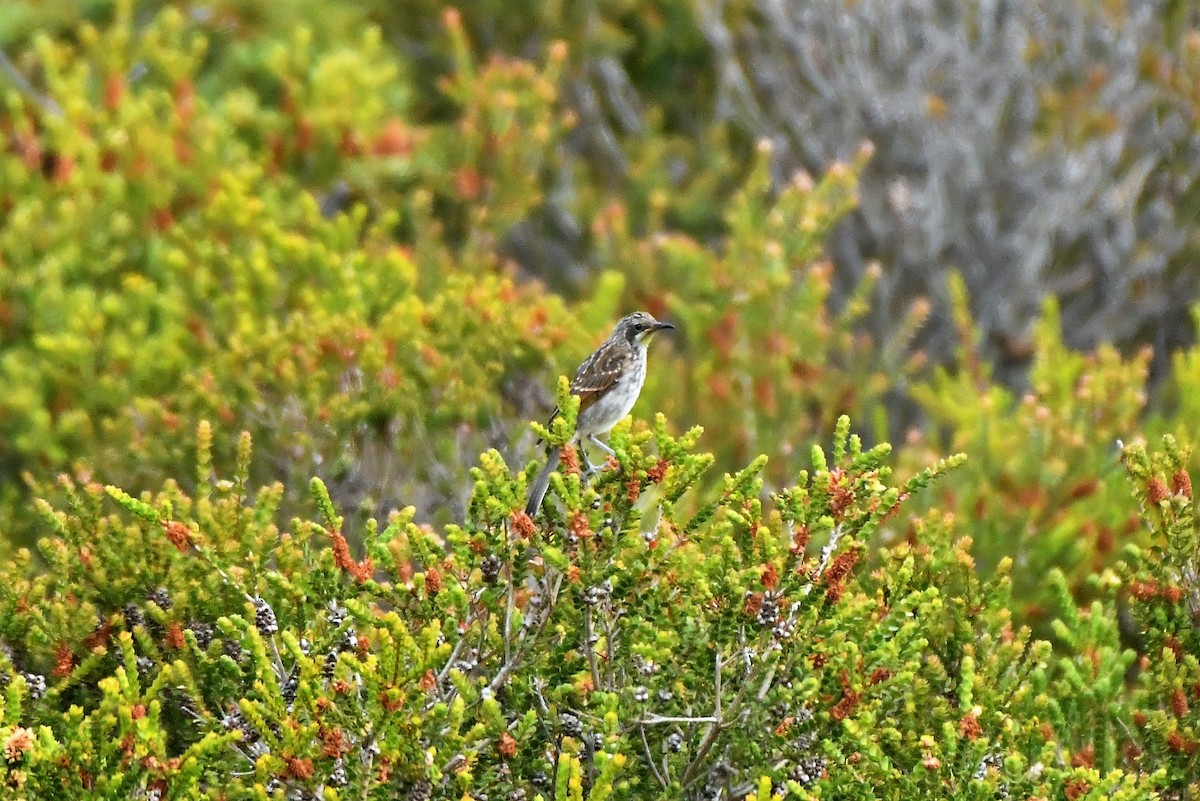 Tawny-crowned Honeyeater - ML411893371