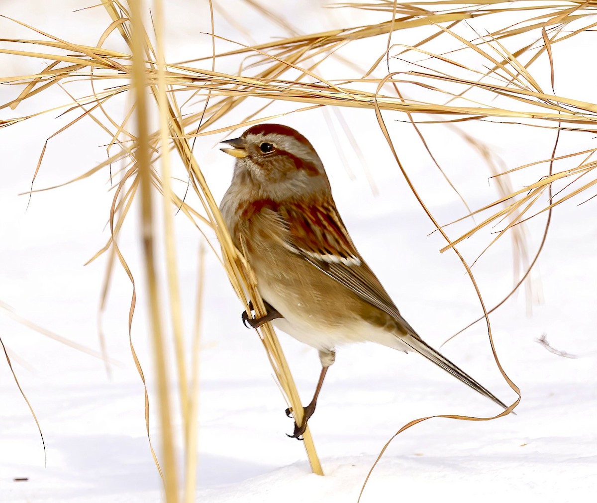 American Tree Sparrow - ML411894031