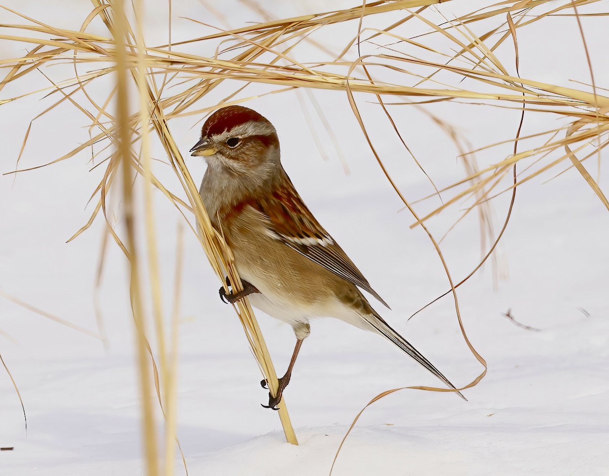 American Tree Sparrow - Greg Plowman