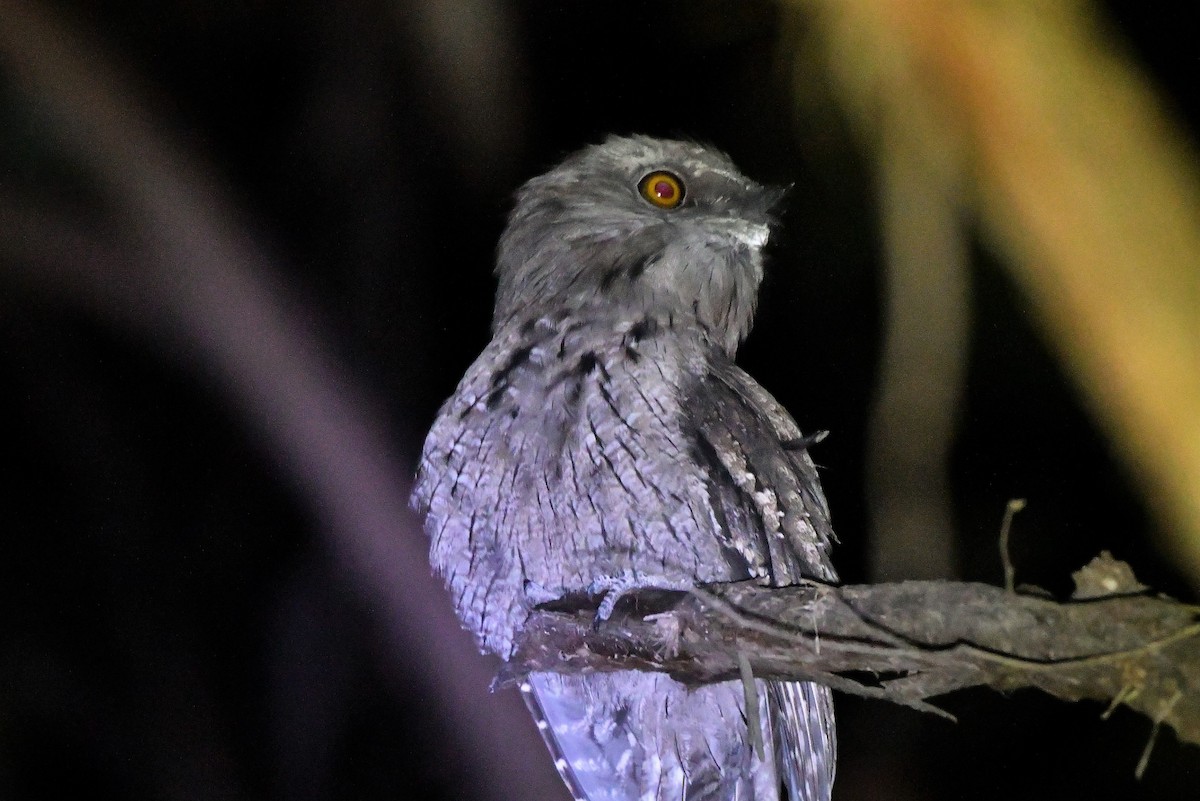 Tawny Frogmouth - ML411894731