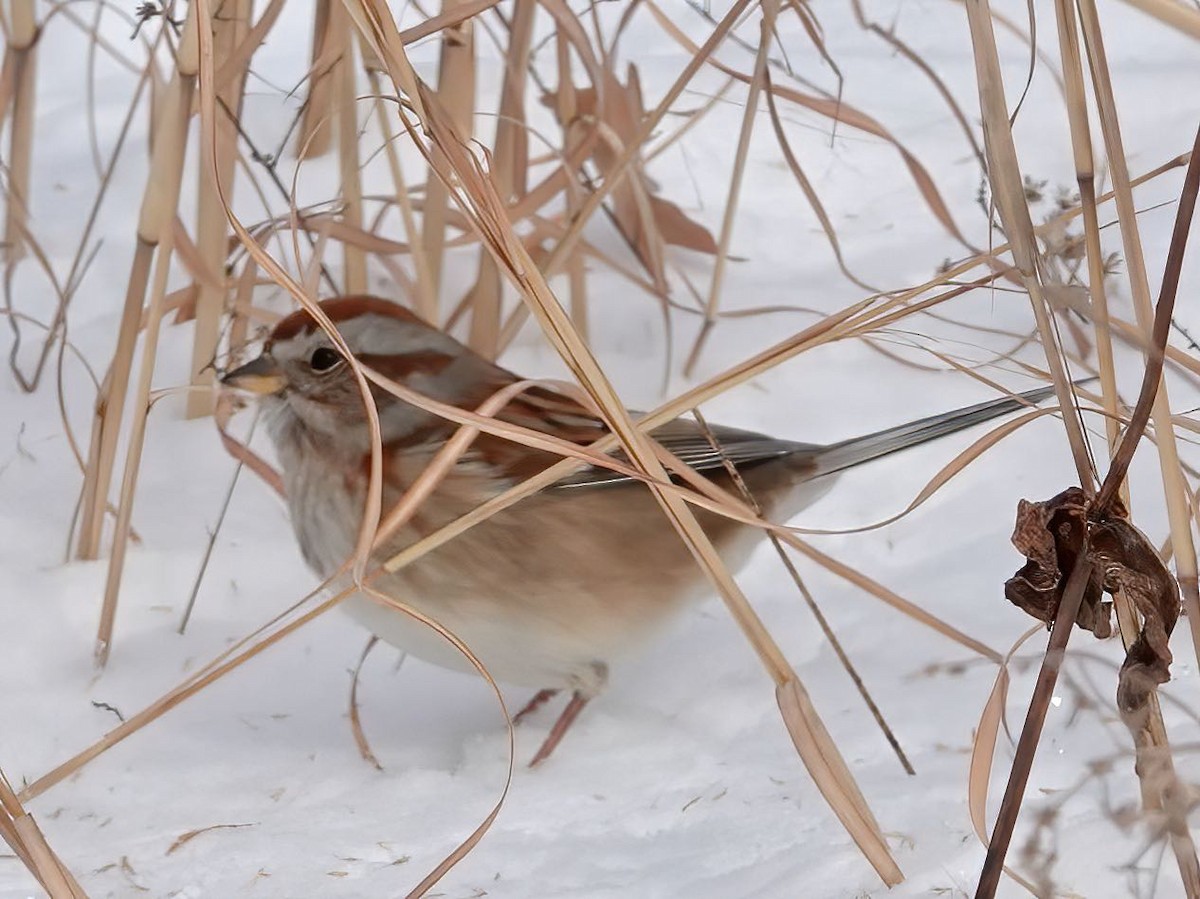 American Tree Sparrow - ML411894831