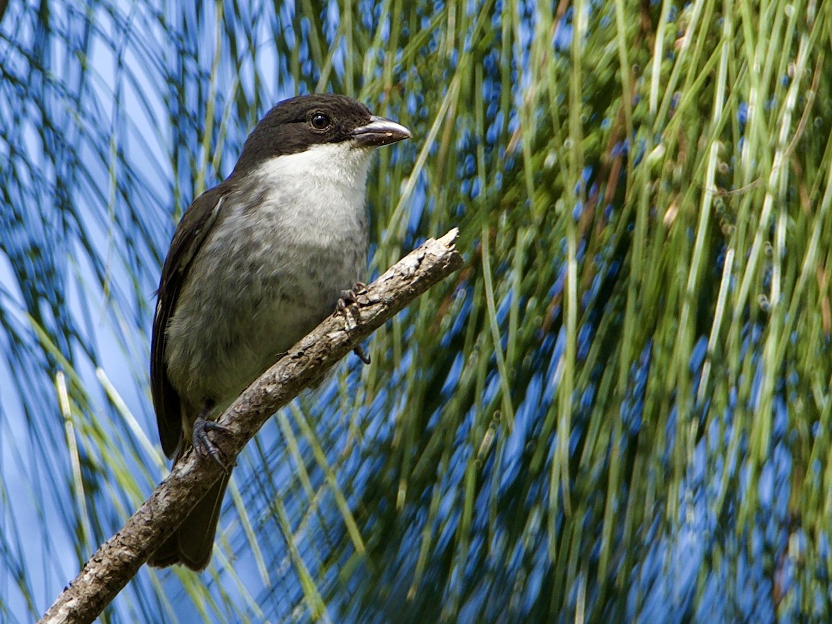 Puerto Rican Tanager - ML411895881