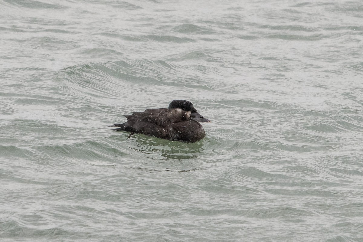 Surf Scoter - Andrew Lydeard