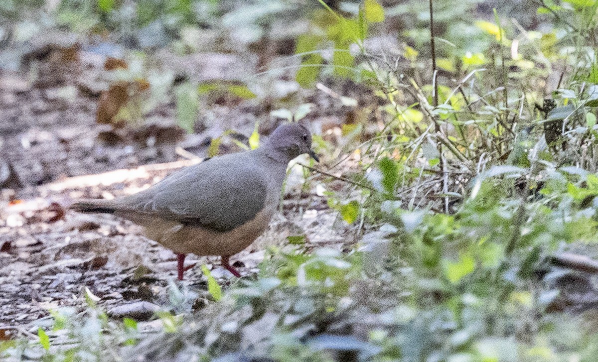 White-tipped Dove - ML411896711