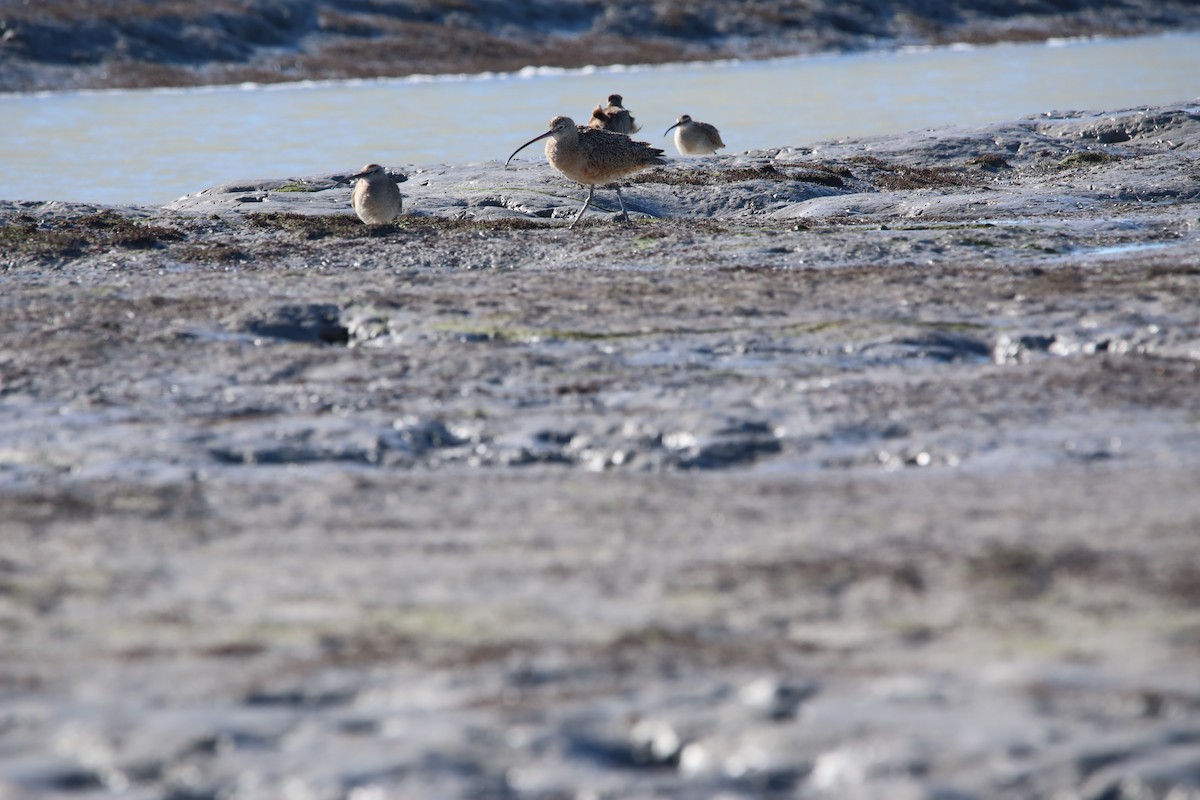 Long-billed Curlew - ML411897051