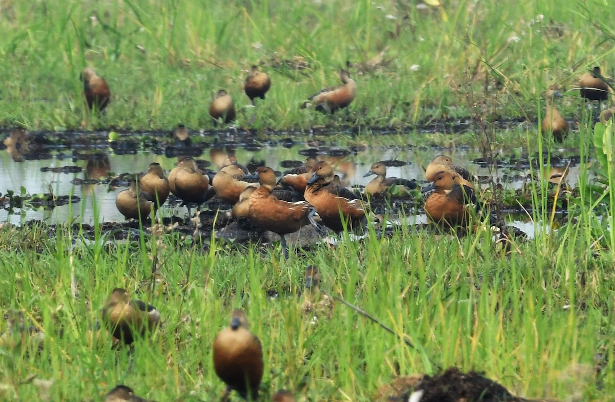 Fulvous Whistling-Duck - ML411897831