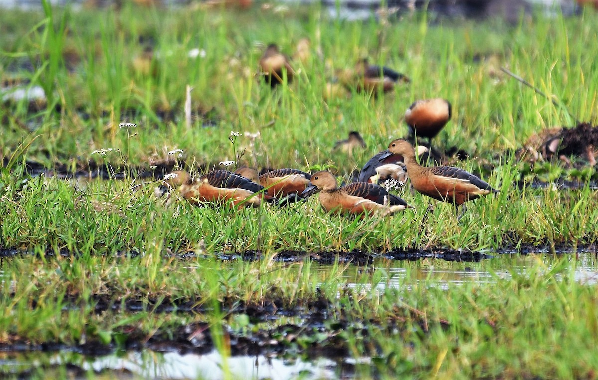 Lesser Whistling-Duck - ML411898001