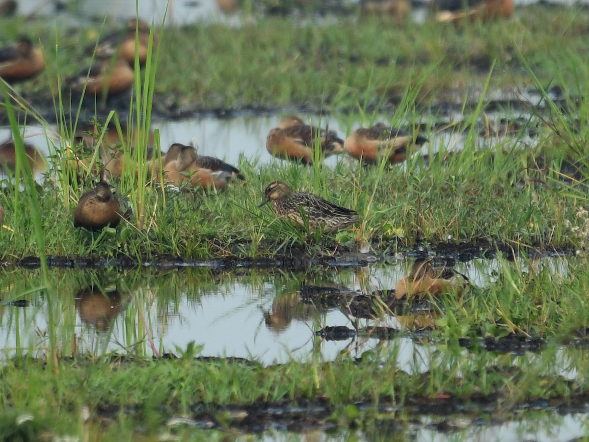 Garganey - ML411898061