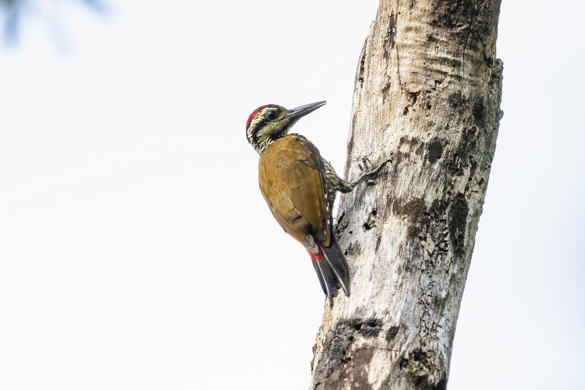 Fire-bellied Woodpecker - Stefan Hirsch