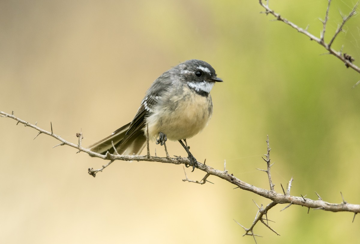 Gray Fantail - Jim Legg