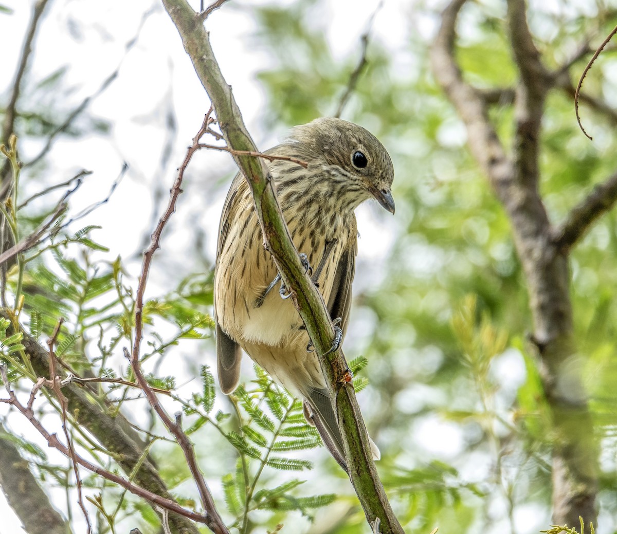 Rufous Whistler - ML411898621