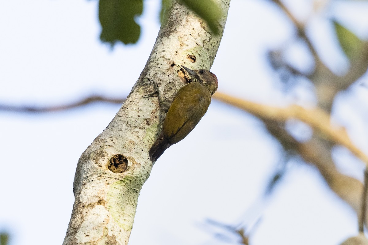 Melancholy Woodpecker - Stefan Hirsch