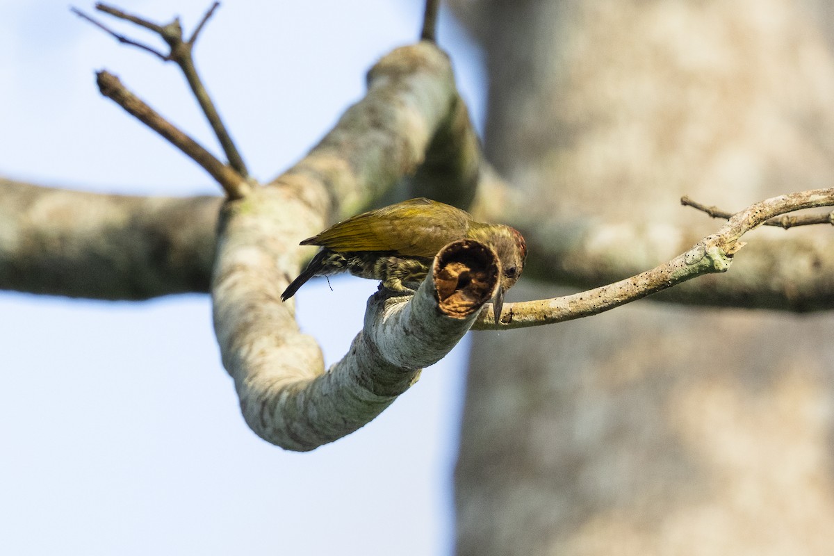 Melancholy Woodpecker - ML411899031