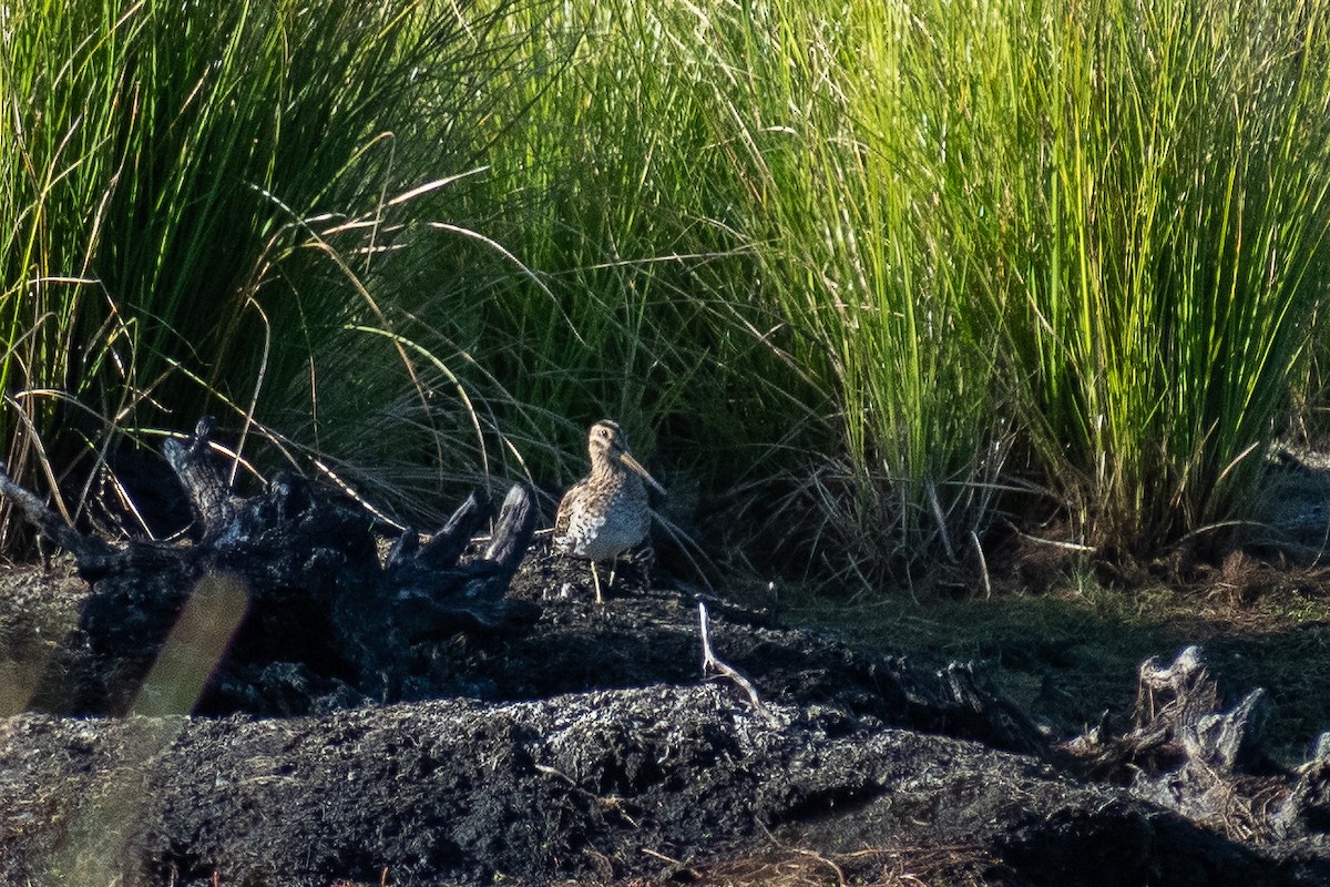 Latham's Snipe - ML411900551