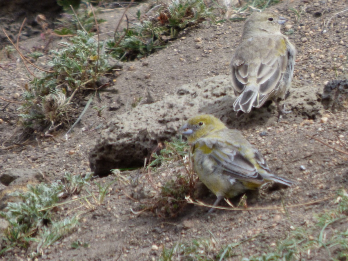 Patagonian Yellow-Finch - ML411901011