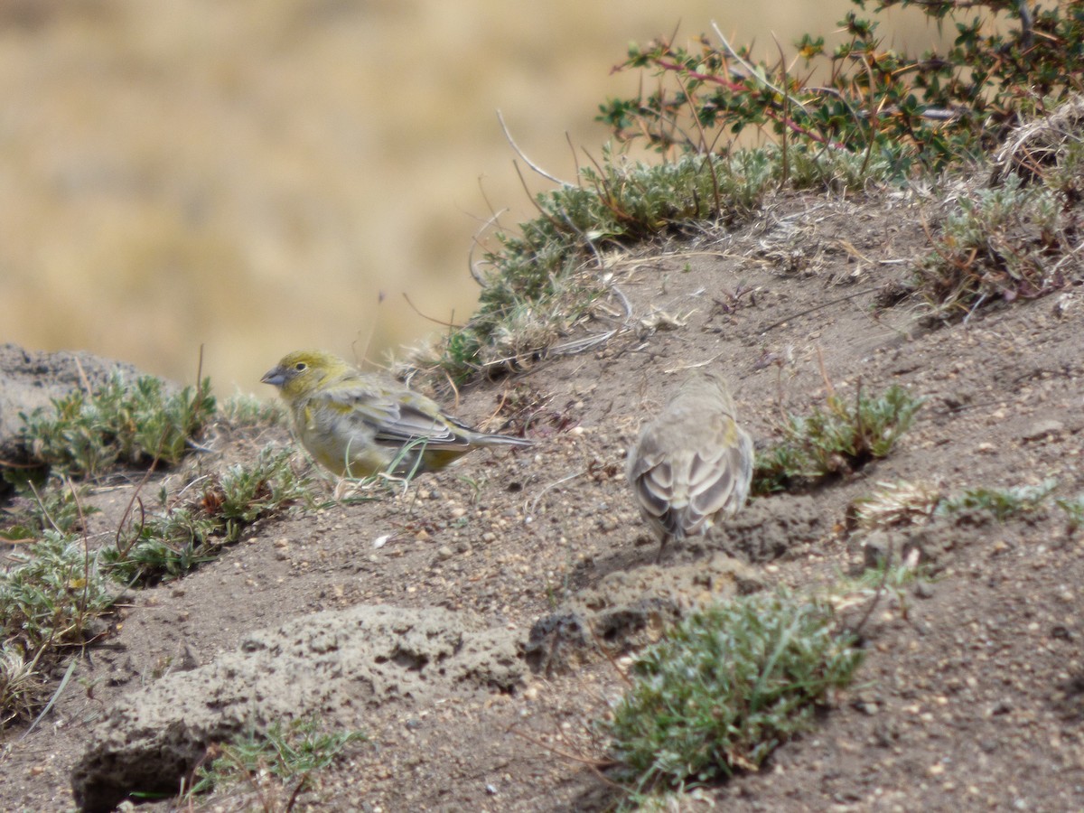 Patagonian Yellow-Finch - ML411901031