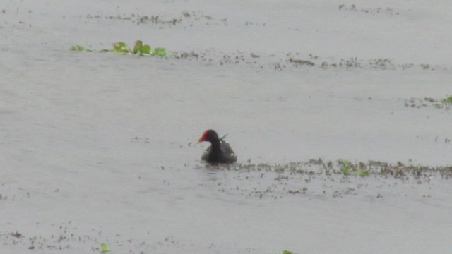 Eurasian Moorhen - ML411901831