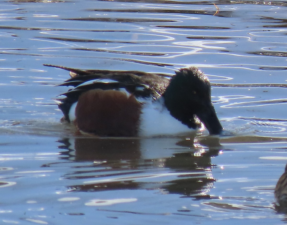 Northern Shoveler - ML411904131